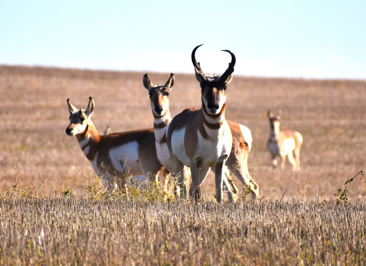 Its fall, antelope buck with a few of the does close by…. - SkySpy ...