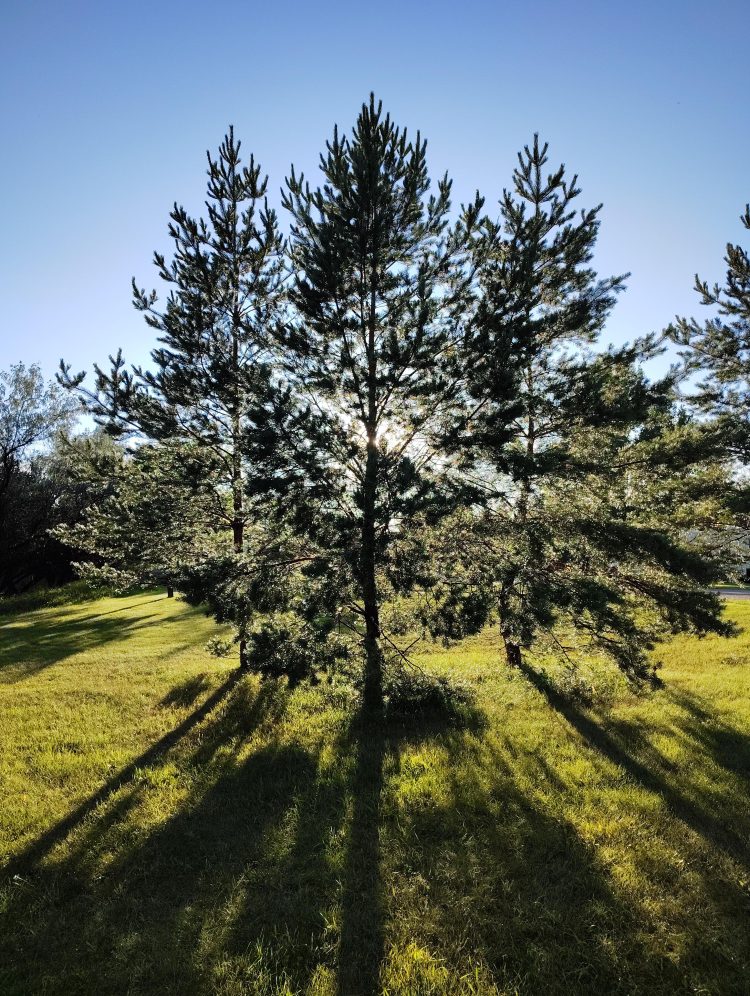 Trees shadowed - SkySpy Photos, Images, Video